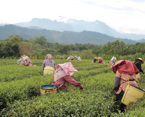 Tea Picking 2
