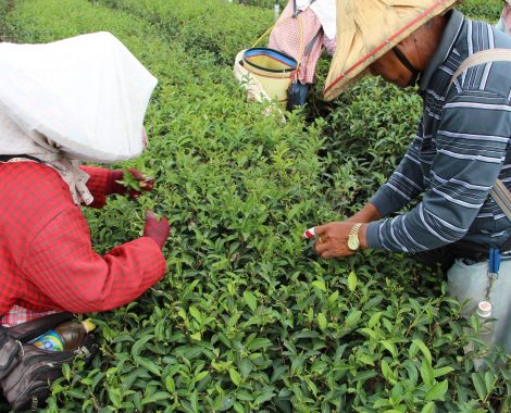 Tea Picking 3